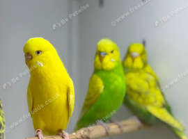 Budgies