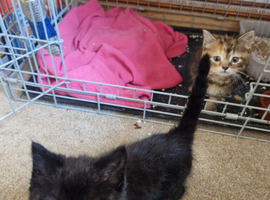 2 kittens for sale