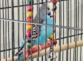 Pait of young Budgies for sale including cage and toys &pound;120