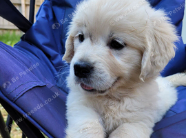 Snowy white retriever puppies