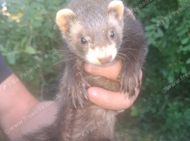 Ferrets ready to go &pound;15 each.