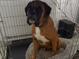Boxer