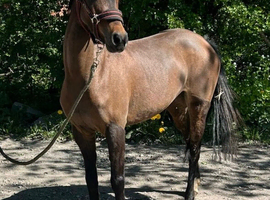 Broodmare / project