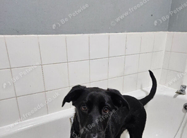 6 month old shepador