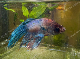 Bert The Betta - Free To A Good Home