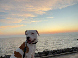 American bulldog cross staff