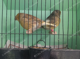 Gloster canaries