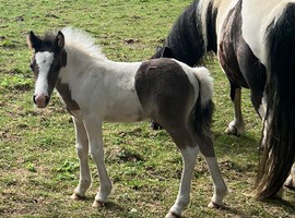 Cob cross Dartmoor colt foal