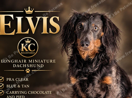 Long hair blue and tan miniature dachshund stud