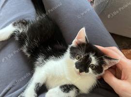 2 beautiful friendly kittens.