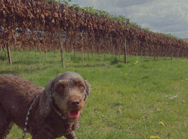 Female cockapoo