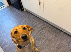Red fox labrador female 5 months old