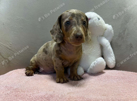 Miniature dachshund