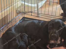 2 beautiful puppies