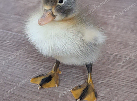 Indian runner cross cayuga ducklings