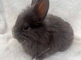 Lion head lop