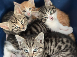 Beautiful stunning Kittens ready now!!!