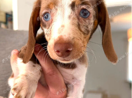Miniature dachshund puppies