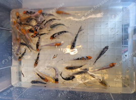 Koi - Various sizes Available