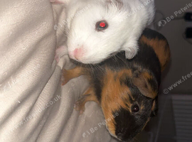 Two male guinea pigs