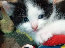 Three amazing kittens