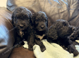 Saint Berdoodle Puppies