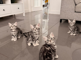 Silver Tabby British shorthair kittens GCCF registered