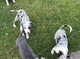 Well marked pups