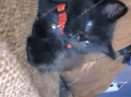 Two brothers need to be rehomed