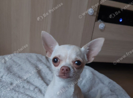 Precious Little Girl Chihuahua KC