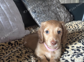 Beautiful Miniature Longhaired Dachshund puppies
