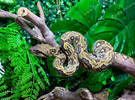 Madagascan Tree Boas at Birmingham Reptiles