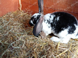 Male rex rabbit