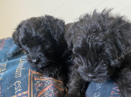 Bedlington terrier x cairn terrier