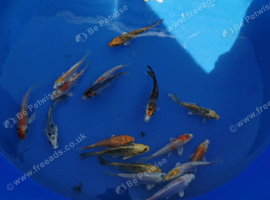 koi beautiful colours from &pound;5