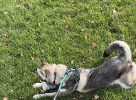 Max