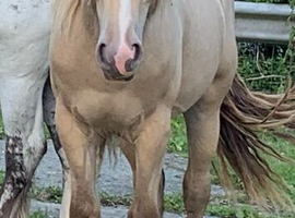San Cler Cob Gelding