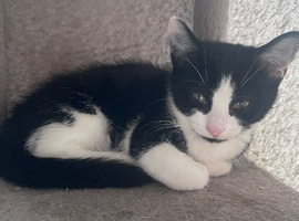 Gorgeous 12week Old Mixed Breed Kittens