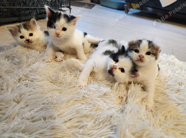 Kittens