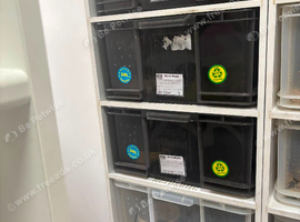 Herp exotics rack