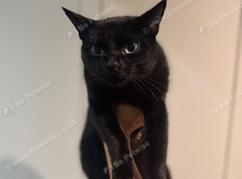 Cute little baby boy/girl looking for forever loving home