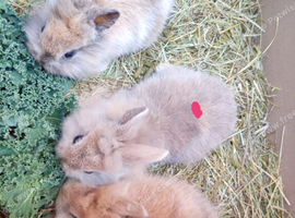 Lionhead babies