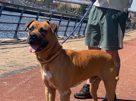 Press x mastiff