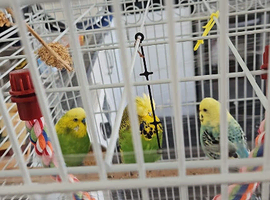 3 Budgies For Sale