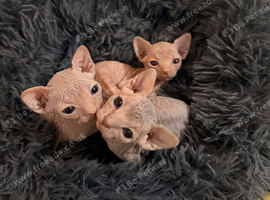 Sphynx babies