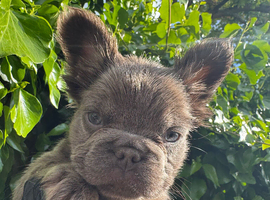 Fluffy frenchies