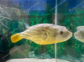 3 year old puffer fish.