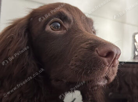 Cocker spaniel puppy