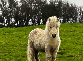 Palamino miniature Shetland stallion