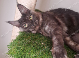 Maine coon females